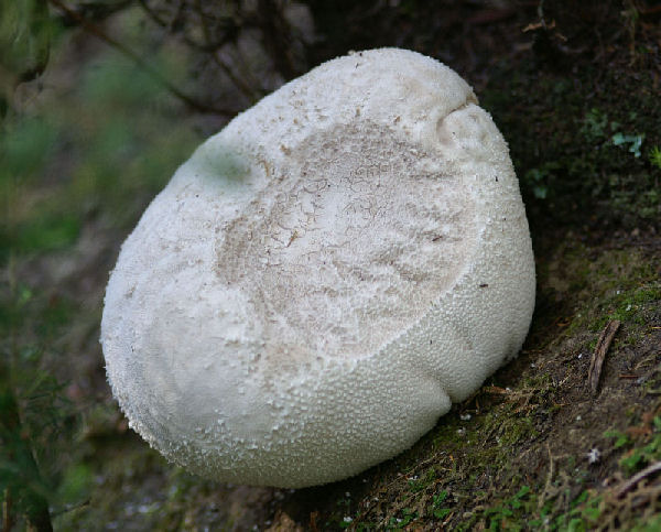 Funghi da determinare